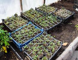 Seedlings of tomato. Growing tomatoes in the greenhouse photo