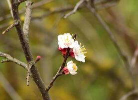 Blooming wild apricot in the garden photo