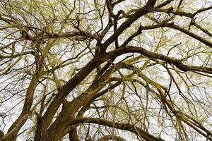 Background the branches of trees photo