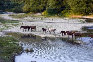 Horses walk in line with a shrinking river. The life of horses photo