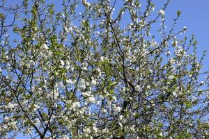 Cherry blossoms against a blue sky photo