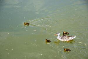 A duck with ducklings is swimming in a pond photo