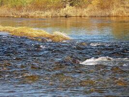 River landscape. Northern reindeer in summer forest. The sky, gr photo