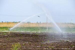 irrigación sistema en campo de melones riego el campos. aspersor foto