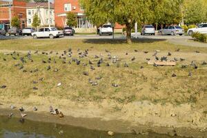 Pigeons on the shore of the lake. Pigeons, accustomed to being fed by passers-by, are waiting for food photo