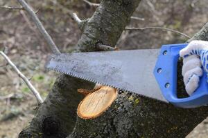 Saw a hacksaw at the cut branch. Cutting a tree branch with a hand garden saw. photo