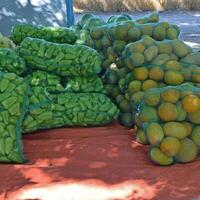 Collect corncobs watermelons and bagging photo