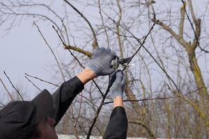 Trimming tree with a cutter. Spring pruning of fruit trees. photo