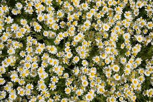 Chamomile flowers. Pharmaceutical camomile. Medicinal plant chamomile, flowering. photo