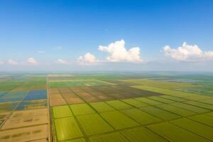 The rice fields are flooded with water. Flooded rice paddies. Agronomic methods of growing rice in the fields. photo