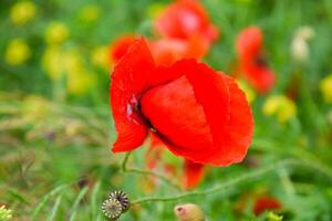 Poppy flowers in the clearing. Blooming red wild poppy. Red poppy flowers photo