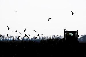 tractor arada un campo y cuervos volador alrededor él en buscar de comida foto