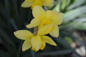 Spring flowering bulb plants in the flowerbed. Flowers daffodil yellow photo