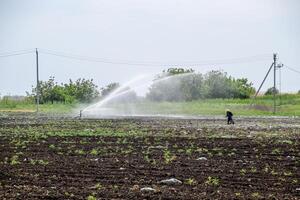 irrigación sistema en campo de melones riego el campos. aspersor foto