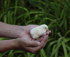 pollo en mano. el pequeño recién nacido polluelos en el manos de hombre foto