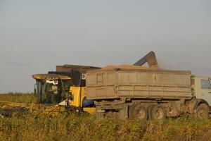 Combine pours grain into a truck. Rice harvest photo