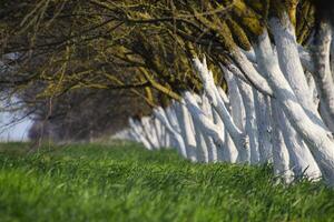 Whitewashed tree trunks along the road. Apricots along route with a green meadow and whitewashed boles. photo