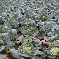 repollo campo. cultivo de repollo en un abierto suelo en el campo. mes julio, repollo todavía el joven foto