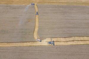 Harvesting wheat harvester photo