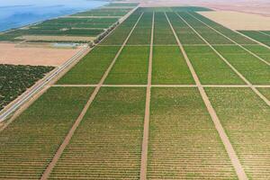 Grape orchards bird's-eye view. Vine rows. Top view on the garden on a background of the estuary, village and sky photo