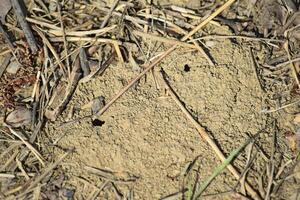 entradas a el subterráneo nido de abejas foto