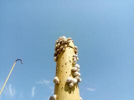 colony of snails on an iron gas pipe. Snails bask in the sun. Mating of snails. photo