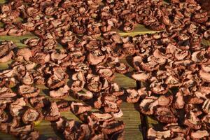 Dried fruits are dried on a wooden board. Dried apples, cut into slices photo