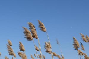 Whisk the dry reeds. Thickets of dry reeds photo