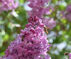 Bee and wasp on lilac. Shaggy fly on lilac colors. insect pollinator. photo