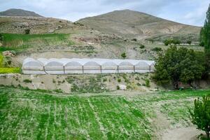 tomato plants growing inside big industrial greenhouse. Industrial agriculture. photo