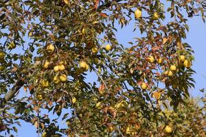 Ripe pears hang on branches of a tree. Late autumn in the garden, late varieties of pears. photo