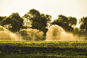 Irrigation system in field of melons. Watering the fields. Sprin photo