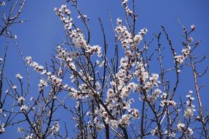 Apricot flowers on tree branches. Spring flowering garden. photo