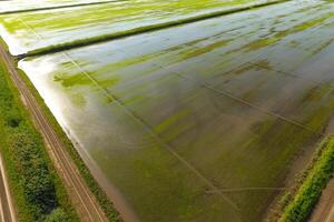 The rice fields are flooded with water. Flooded rice paddies. Agronomic methods of growing rice in the fields. photo