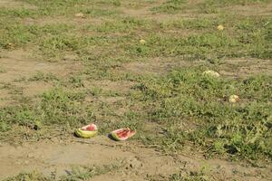 An abandoned field of watermelons and melons. Rotten watermelons. Remains of the harvest of melons. Rotting vegetables on the field. photo