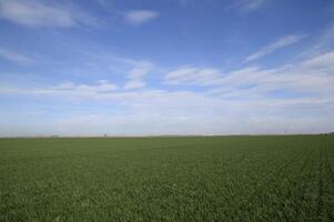 Spring winter wheat field photo