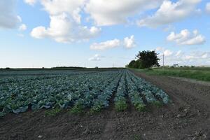 The cabbage field photo