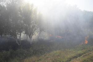 Fire in the forest. Fire and smoke in the forest litter. The grass is burning in the forest. Forest fires photo