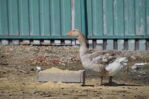 The gray goose is domestic. A domestic goose is food. photo