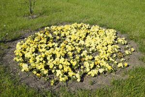 Yellow flowers of viola on the flowerbed. Viola. photo