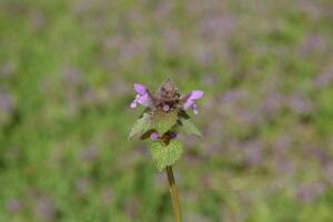 Lamium purpureum blooming in the garden. photo