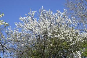 Flowering plum garden photo