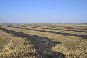 burning track in paddy field photo