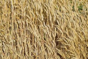 Mature wheat on the field. Spikelets of wheat. Harvest of grain. photo