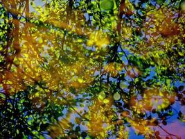 Reflection of sunlight and tree branches in the water. photo