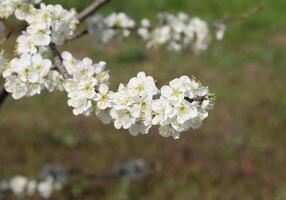 Flowering plum garden photo