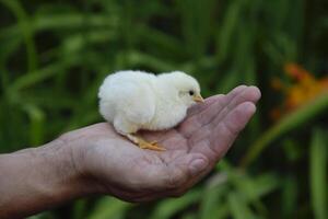 pollo en mano. el pequeño recién nacido polluelos en el manos de hombre foto