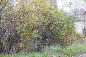 Hips bush with ripe berries. Berries of a dogrose on a bush. Fruits of wild roses. Thorny dogrose. Red rose hips. photo