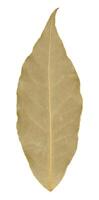 Dry bay leaf leaf on isolated background photo