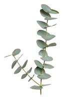 Eucalyptus branch with green leaves on isolated background photo